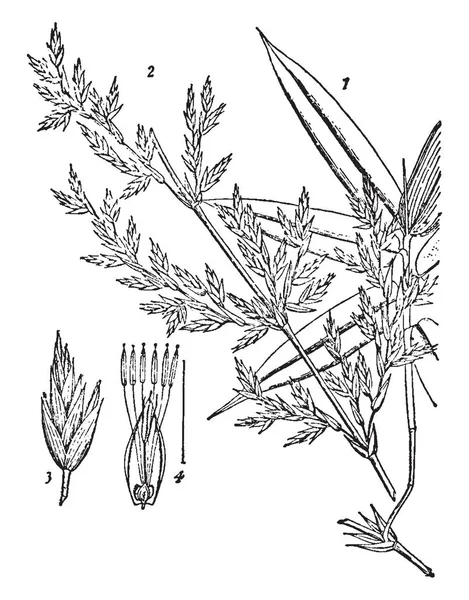 Bu bambu parçası 1 burada görüntüdür yapraklı vur. 2, önümüzdeki dalı. 3, spikelet. 4, çiçek, vintage çizgi çizme veya oyma illüstrasyon.