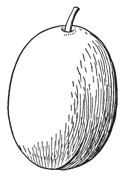 Esta Fruta Drupe Fruta Longa Grande Macia Carnuda Forma Ovo —  Vetores de Stock