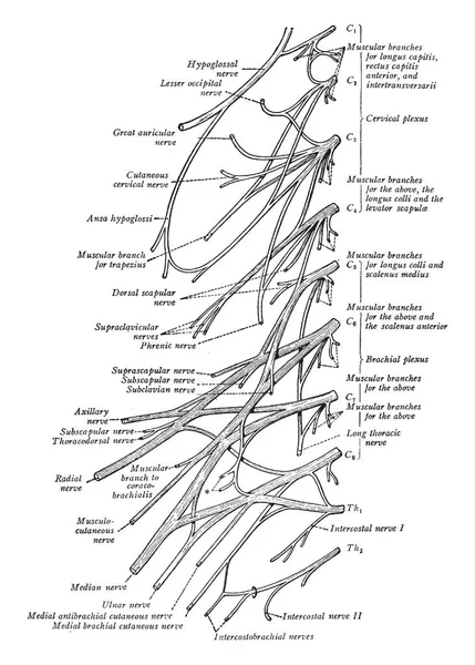 Illustration Represents Lumbosacral Plexus Vintage Line Drawing Engraving Illustration — Stock Vector