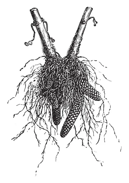 Una Imagen Que Muestra Root Achimene Esta Imagen Muestran Las — Archivo Imágenes Vectoriales