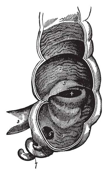 此图表示大肠的盲肠 复古线条画或雕刻插图 — 图库矢量图片
