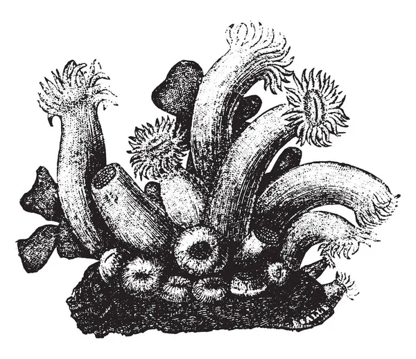 Polyps Kind Astroid Vintage Engraved Illustration Natural History Animals 1880 — Stock Vector