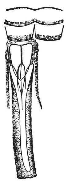昆虫的感官器官 也可以发现在蛾的 Tarsi 复古线画或雕刻插图 — 图库矢量图片