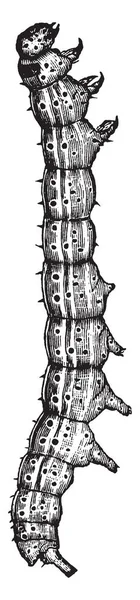 Хлопковые Черви Которая Является Проблемой Выращивании Хлопка Винтажные Линии Рисования — стоковый вектор