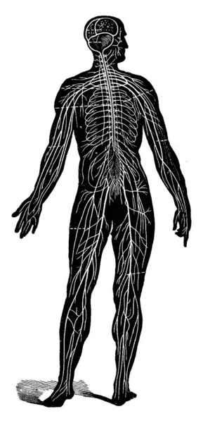 ヴィンテージの刻まれた図として見られて 人間の神経システムです Vie Dans 1890 — ストックベクタ