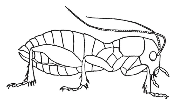 砂クリケットに大抵太平洋沿岸 ビンテージの線描画や彫刻イラスト掲載します — ストックベクタ