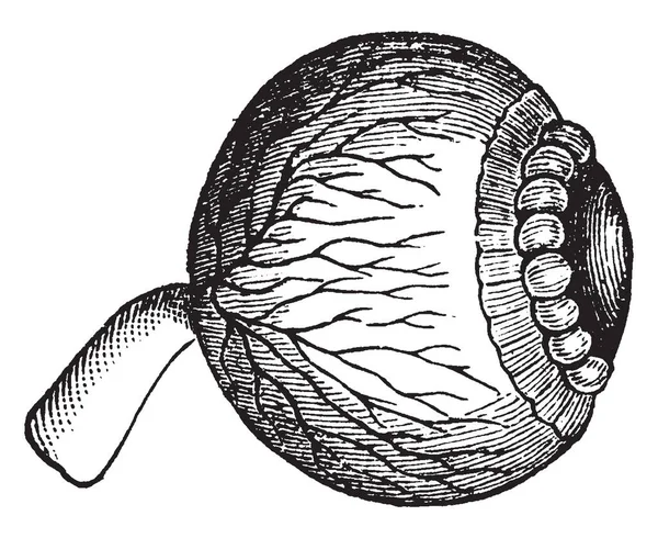 Bu resimde Lens, göz, vintage çizgi çizme veya oyma illüstrasyon temsil eder..