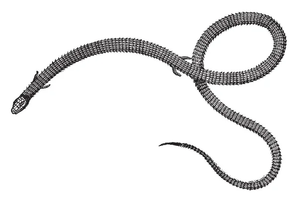 Anguine Ящірок Найбільш Надійною Членами Підродина Anguinae Vintage Штриховий Малюнок — стоковий вектор
