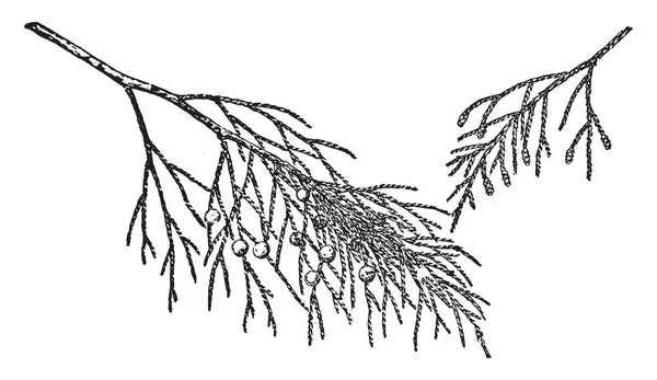 Branches Genièvre Avec Plusieurs Fruits Comme Des Baies Dessus Une — Image vectorielle