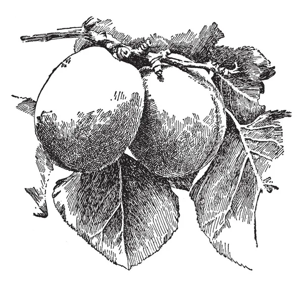 Αυτή Την Εικόνα Ένα Βερίκοκα Θεωρούνται Επιδόρπιο Φανταχτερό Φρούτα Εκλεκτής — Διανυσματικό Αρχείο