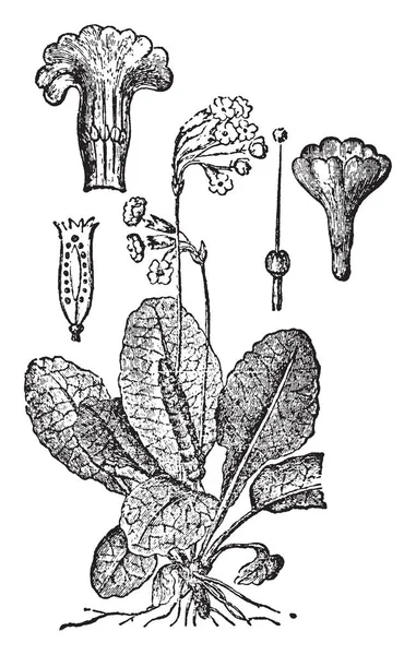 Cuadro Está Mostrando Una Parte Planta Primrose Hay Racimos Flores — Vector de stock