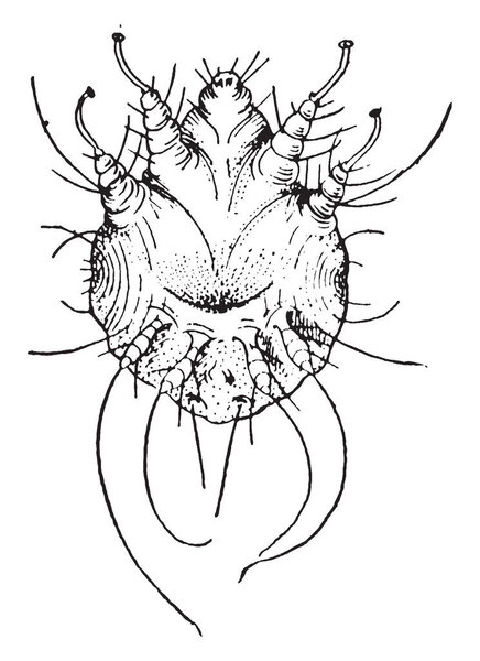 Mite is small arthropods belonging to the class Arachnida, vintage line drawing or engraving illustration.