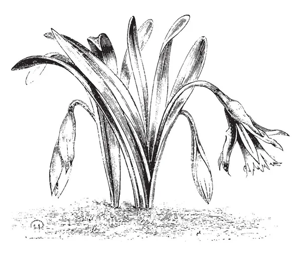 一种种类的 Naricissus 伪称为水仙小按蚊 复古线条画或雕刻插图 — 图库矢量图片
