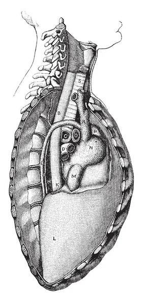 ビンテージの線描画や彫刻イラストを食品に押すことの補助筋 — ストックベクタ