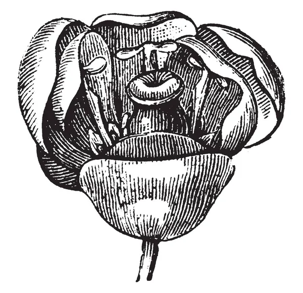 Berry Flower Have Many Petal Row Three Small Sepals Petals — 图库矢量图片