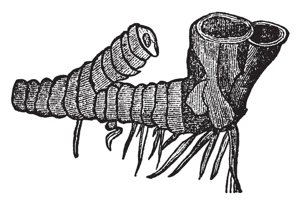 Wortel Rhizoma Groeit Een Bijna Horizontale Richting Het Heet Ook — Stockvector