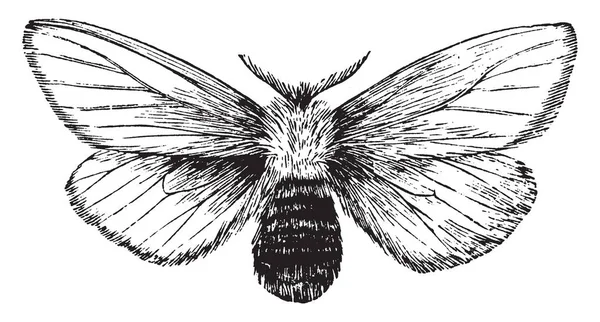 Browntail Moth Nome Comune Liparis Chrysorhaea Disegno Linee Vintage Illustrazione — Vettoriale Stock