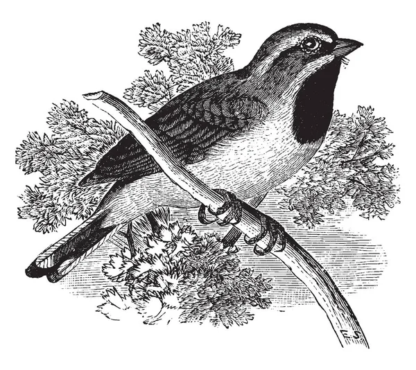 Denna Illustration Representerar Svart Throated Sparrow Vintage Linje Ritning Eller — Stock vektor