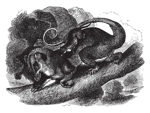 オポッサムは順序 Didelphimorphia アメリカ ヴィンテージの線描画や彫刻イラストに固有の有袋類の動物 — ストックベクタ
