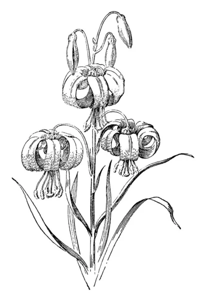 Una Rama Floral Little Turk Cap Lily Sus Flores Son — Archivo Imágenes Vectoriales