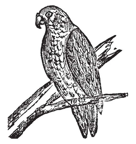 Papagaio Pássaro Escalada Cor Brilhante Desenho Linha Vintage Gravura Ilustração —  Vetores de Stock