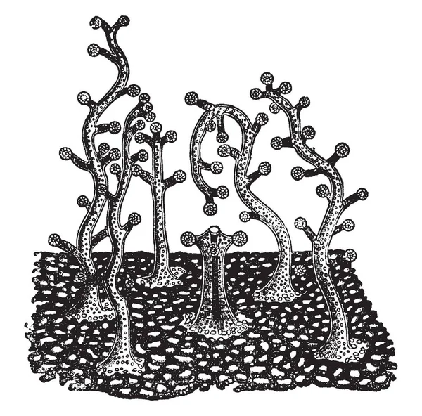 Millepora Está Mostrando Cinco Dactilozooides Torno Gastrozooide Central Desenho Linha —  Vetores de Stock