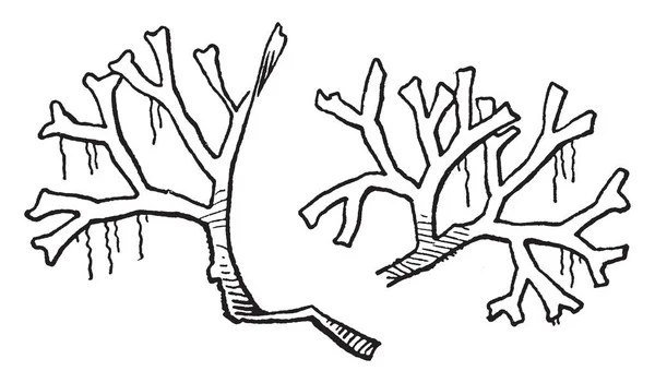 Kép Mutatja Riccia Azt Jelenti Hogy Különböző Ágai Termesztett Vintage — Stock Vector