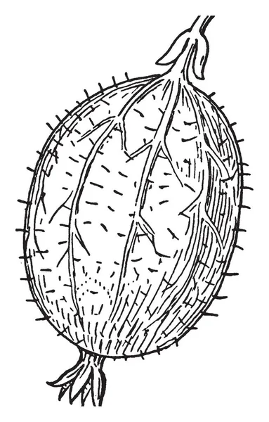 这是一个浆果类型的形象 它是椭圆形的 复古线条画或雕刻插图 — 图库矢量图片