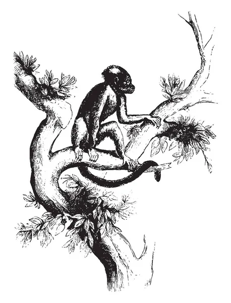 Способ Бега Деревьям Рисование Винтажным Линиям Гравировка — стоковый вектор