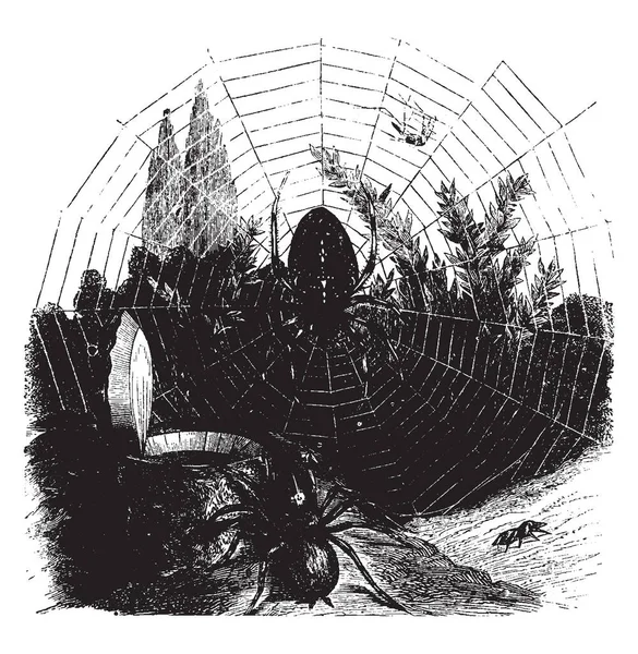 Κήπο Αράχνη Και Αράχνη Παγίδα Πόρτα Που Κλείνει Στόμα Του — Διανυσματικό Αρχείο