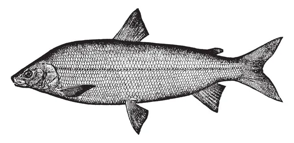 白身魚 ビンテージの線描画や彫刻図のいくつかの種を参照する水産用語 — ストックベクタ