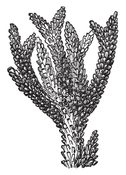 Madrepore Coral where Coral in the shape of a tree, vintage line drawing or engraving illustration.