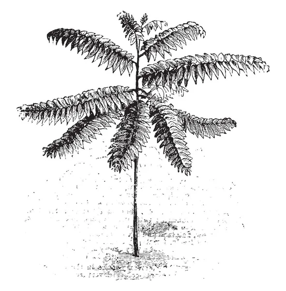 Kép Mutatja Phyllanthus Salviaefolius Virág Zöldes Fióktelepei Sok Terjed Vintage — Stock Vector