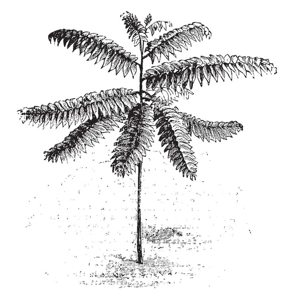 Questa Immagine Mostra Phyllanthus Salviaefolius Fiore Verdastro Suoi Rami Sono — Vettoriale Stock