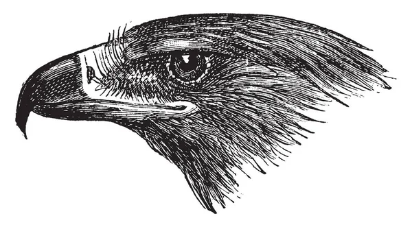 Αυτή Εικόνα Αντιπροσωπεύει Golden Eagle Κεφάλι Εκλεκτής Ποιότητας Γραμμικό Σχέδιο — Διανυσματικό Αρχείο