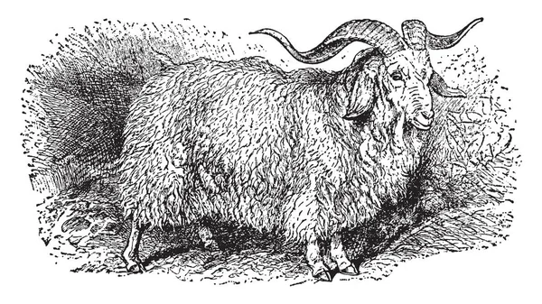 安哥拉山羊是一种以安卡拉命名的驯养山羊品种 是以复古线条绘画或雕刻插图命名的 — 图库矢量图片