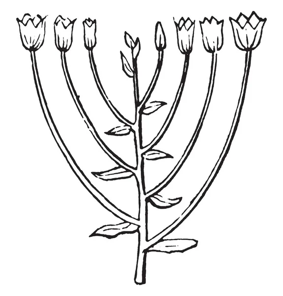 伞房花序插花的图画 伞房花序是一个花簇 其下部茎的比例更长 使花朵形成一个扁平或稍凸的头 复古线条画或雕刻插图 — 图库矢量图片