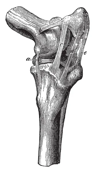 Stifle Joint Ligaments Internal Lateral Femoro Tibial Ligament Present Vintage — Stock Vector