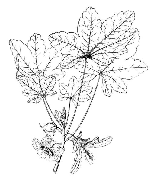 Questa Pianta Lavatera Insularis Foglie Sono Disposte Spirale Infine Lobate — Vettoriale Stock