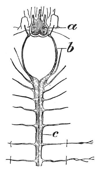 Escala Worm Nervous System Que Gânglios Cerebrais Conectados Pelo Anel —  Vetores de Stock