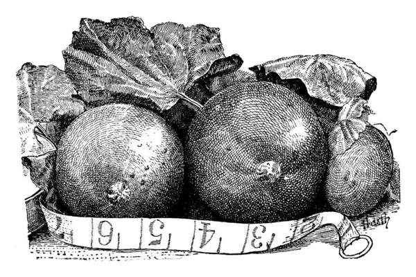 Dans Cadre Fruit Qui Ressemble Orange Est Appelé Cucumis Melon — Image vectorielle