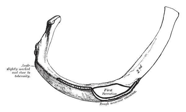 Esta Ilustración Representa Segunda Costilla Dibujo Línea Vintage Ilustración Grabado — Archivo Imágenes Vectoriales