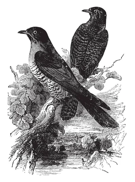European Cuckoo Roosting Branch River Vintage Line Drawing Engraving Illustration — Stock Vector