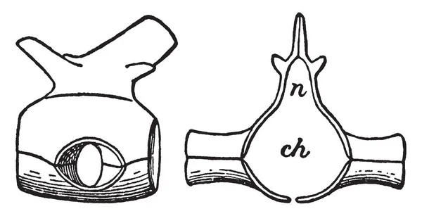 Vertebra Dorsal Hylonomus Que Viveu 315 Durante Período Carbonífero Desenho —  Vetores de Stock