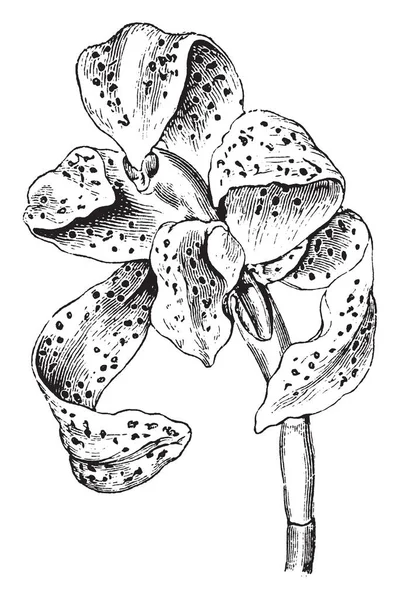 Kép Egy Virág Amely Úgynevezett Maxillaria Picta Egy Krém Színű — Stock Vector