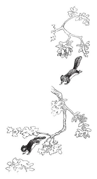 Wiewiórka Skacze Drzewo Tej Ramce Vintage Rysowania Linii Lub Grawerowanie — Wektor stockowy