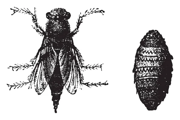 Botfly Illustrazione Incisa Epoca Storia Naturale Degli Animali 1880 — Vettoriale Stock