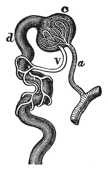 Diese Abbildung Repräsentiert Die Kleinste Struktur Der Niere Vintage Linienzeichnung — Stockvektor