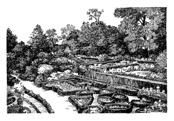 Este Jardín Rodeado Muchas Flores Árboles Dibujo Línea Vintage Ilustración — Vector de stock