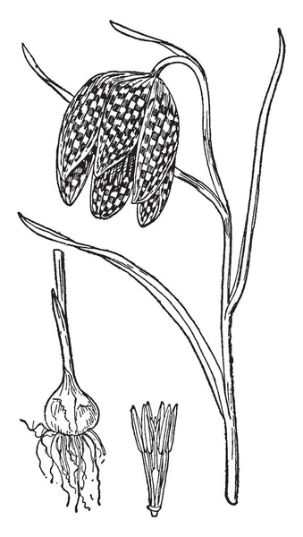 贝母是百合家族中多年生植物 花朵是钟形的灯泡 插图显示了花卉的根和中间部分 复古线条画或雕刻插图 — 图库矢量图片